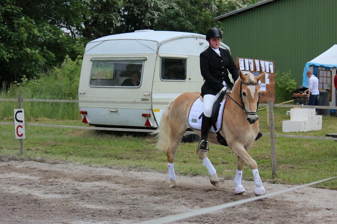 Haflinger Asterix billede 13