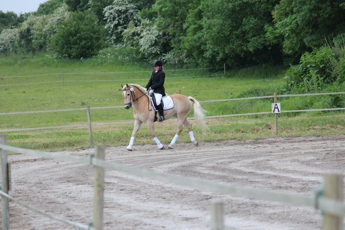 Haflinger Asterix billede 14
