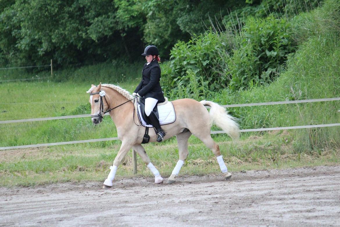 Haflinger Asterix billede 16