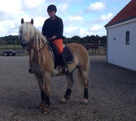 Haflinger Asterix billede 12