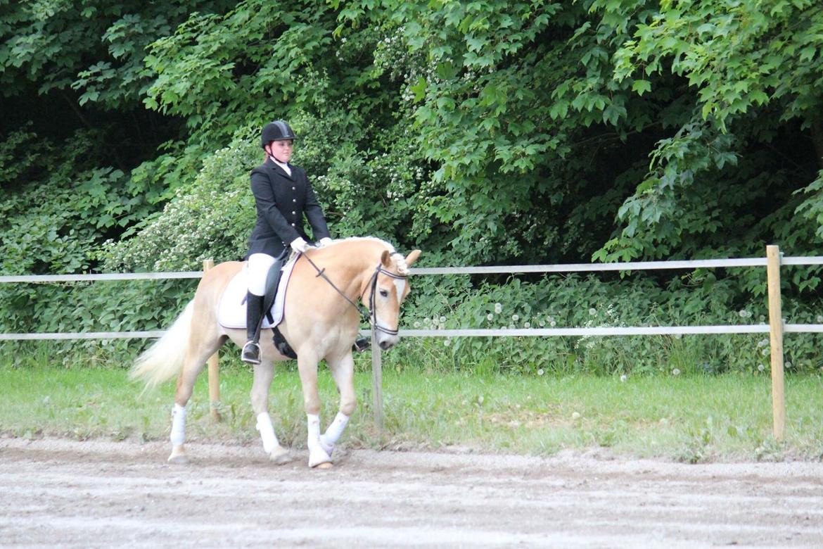 Haflinger Asterix billede 18