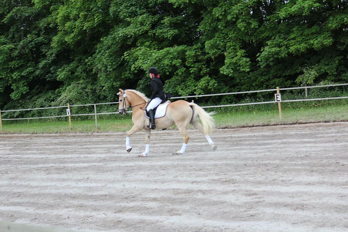 Haflinger Asterix billede 17