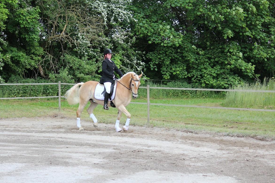 Haflinger Asterix billede 20