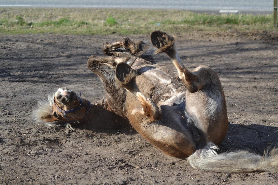 Anden særlig race Pippi - Turbo ponyen billede 10