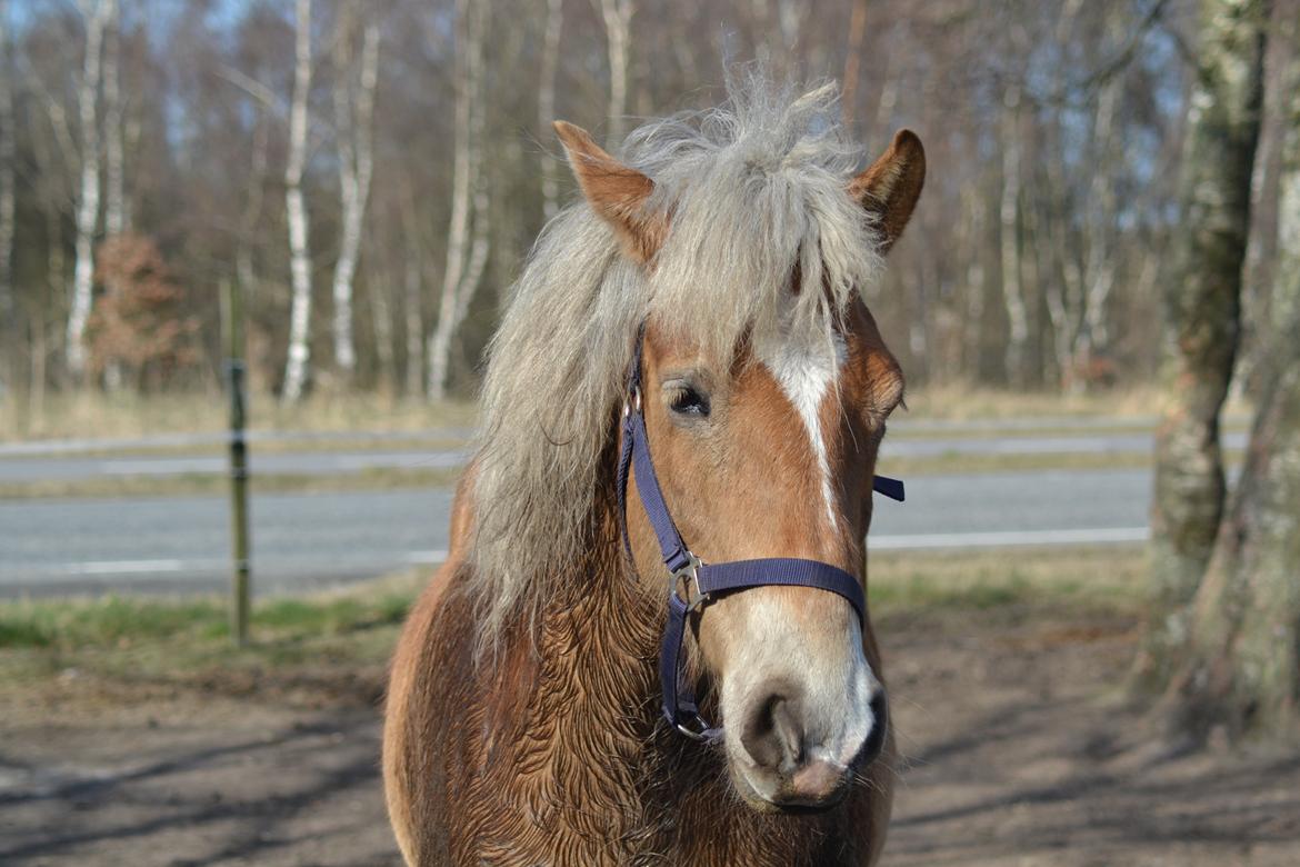 Anden særlig race Pippi - Turbo ponyen billede 1