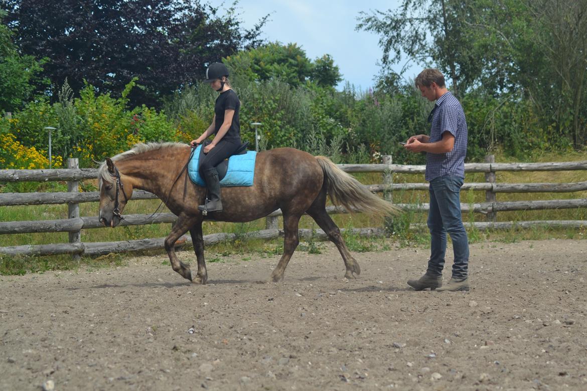 Anden særlig race Pippi - Turbo ponyen billede 17
