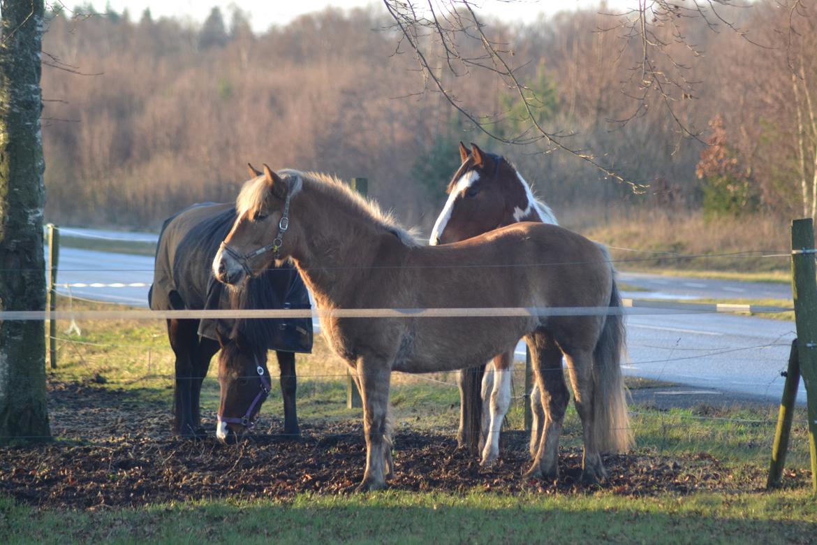 Anden særlig race Pippi - Turbo ponyen billede 20