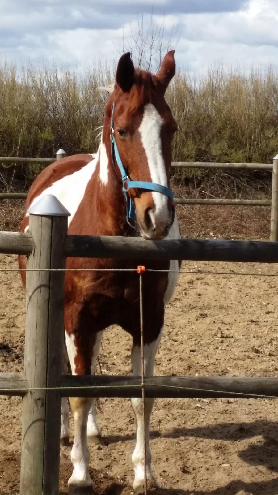 Pinto Caroline billede 3