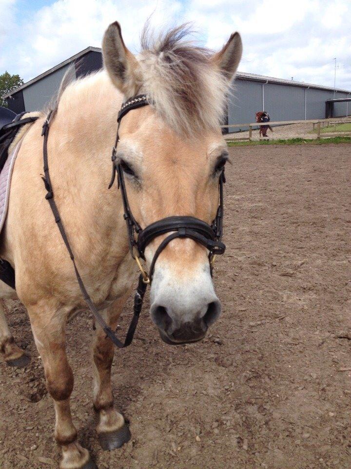 Fjordhest Cindy <3 - velkommen til galleriet..<3 billede 1