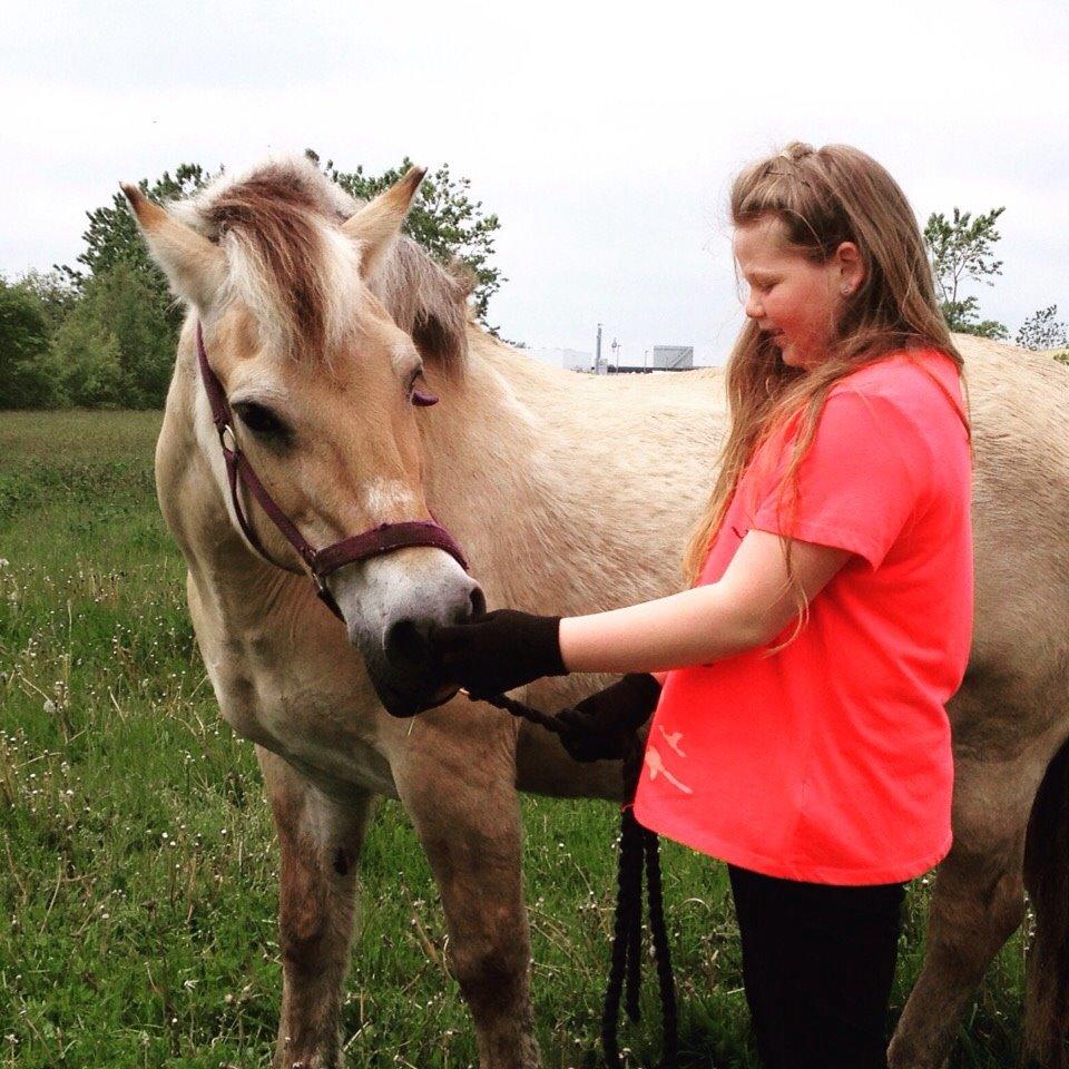 Fjordhest Cindy <3 - søde<3 billede 2
