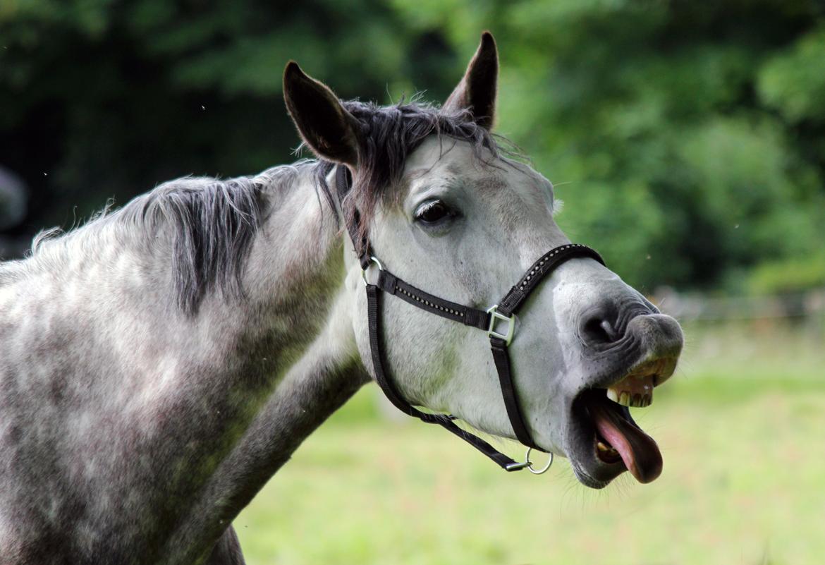 Dansk Varmblod Lambrié Vejen (Avlshoppe) - NYT: Ha ha, så smuk kan hun være :D :D billede 29