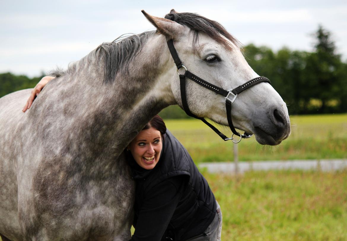 Dansk Varmblod Lambrié Vejen (Avlshoppe) - NYT: Det bedste klø-sted på kroppen :D billede 32