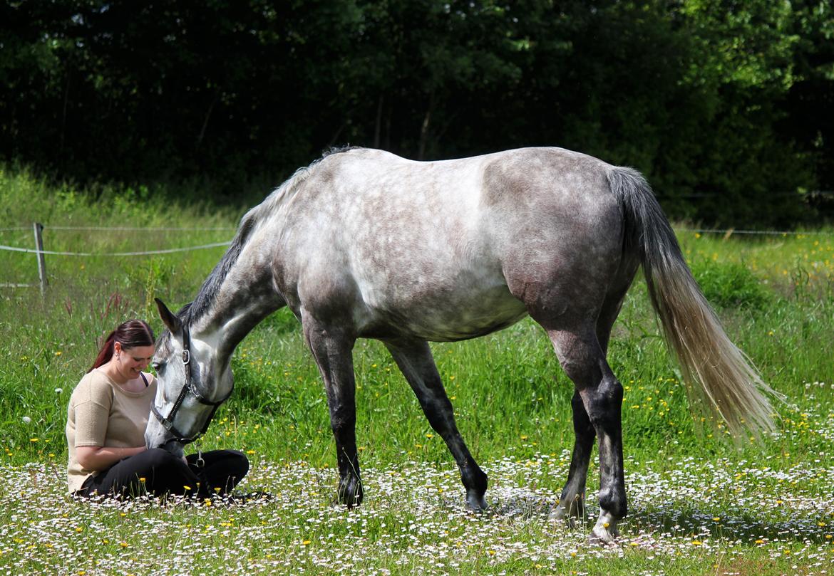 Dansk Varmblod Lambrié Vejen (Avlshoppe) - NYT: Hygger på marken :) billede 31