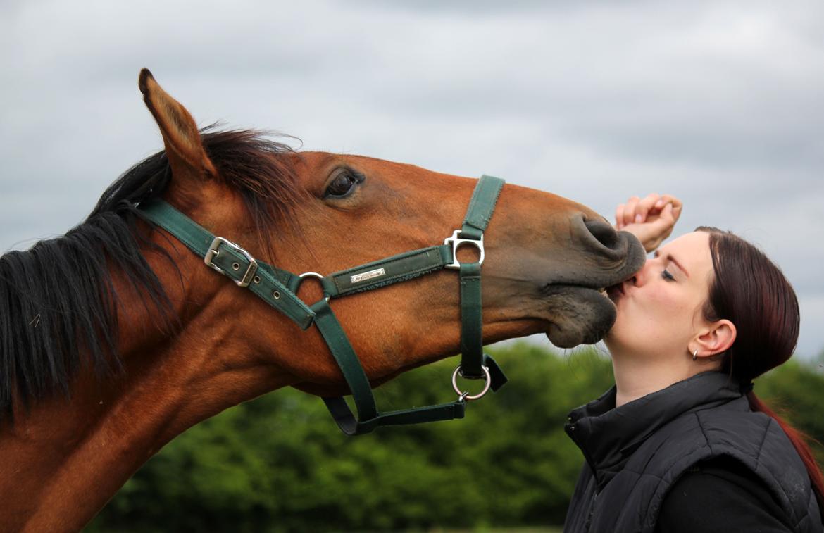 Dansk Varmblod Angel of music (SOLGT) *For evigt elsket <3* - NYT: Kæmpe mysser :) billede 3