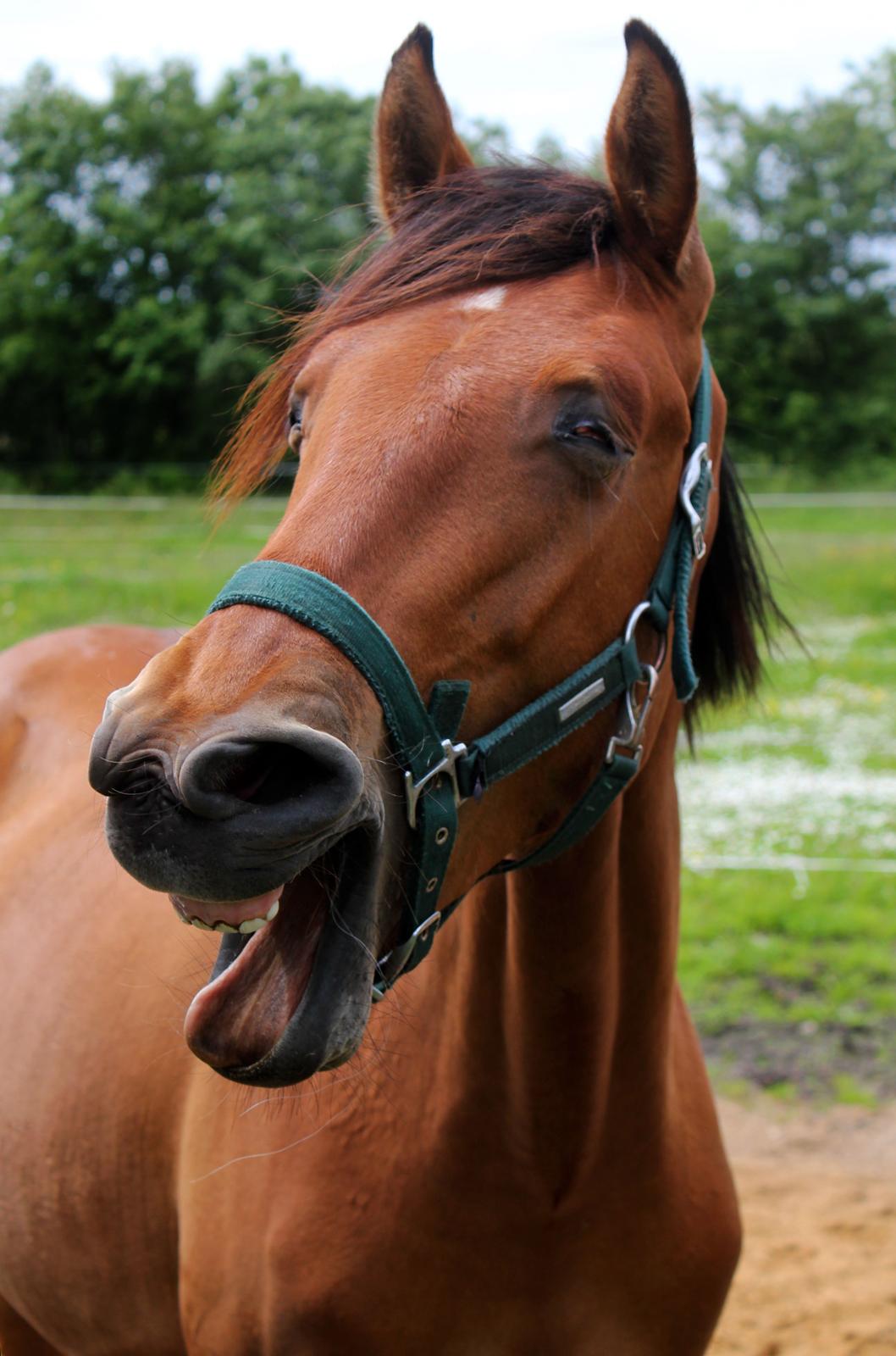 Dansk Varmblod Angel of music (SOLGT) *For evigt elsket <3* - NYT: Ha ha, så lækker :D billede 19