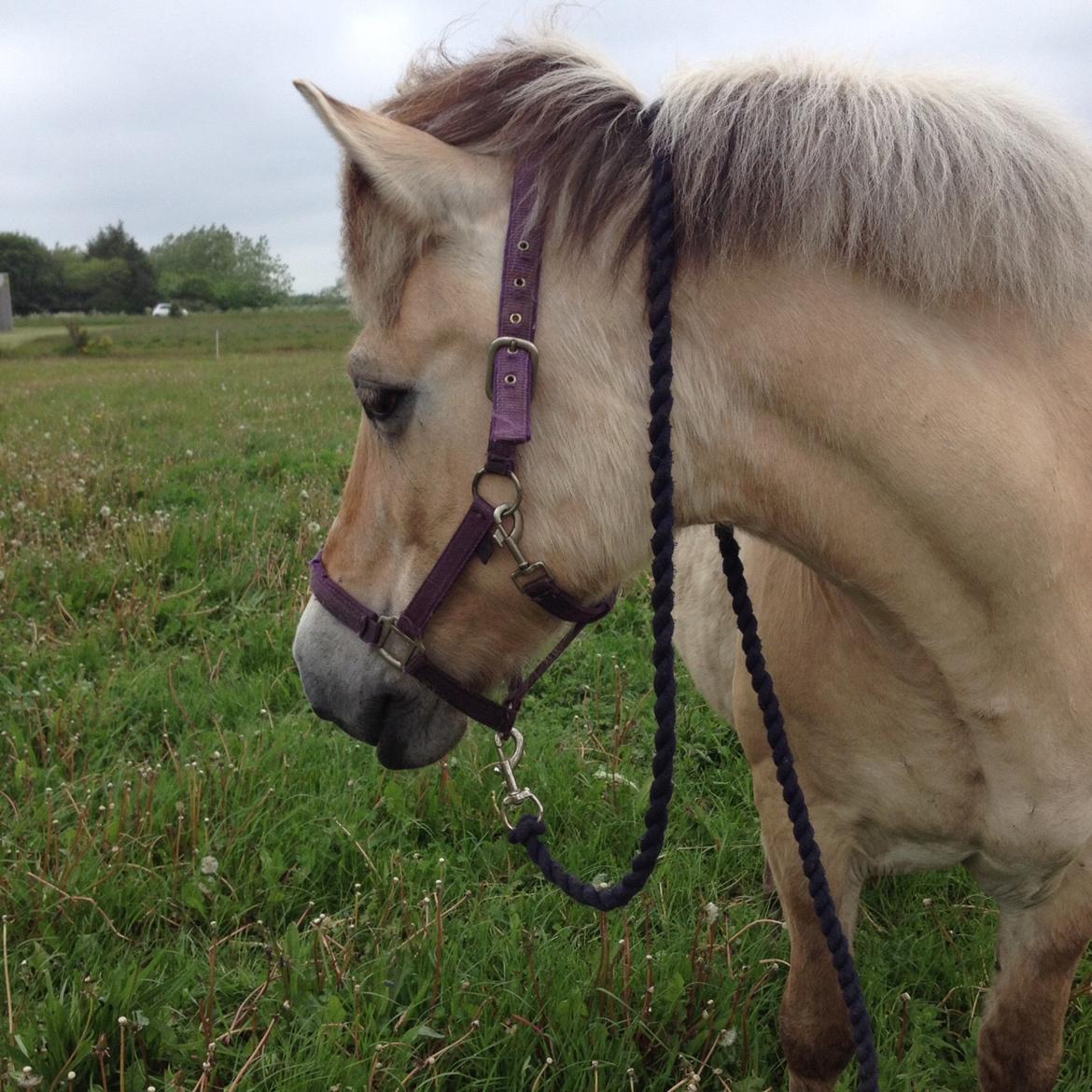 Fjordhest Cindy <3 - nyskerige dig<3 billede 7