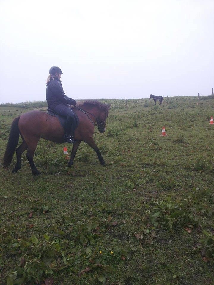 Islænder Lippa fra Mosevang - Ridetur i regnvejr billede 16