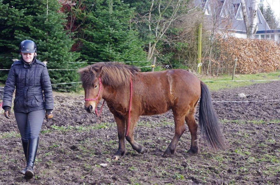 Islænder Lippa fra Mosevang - Lille-pigen billede 19