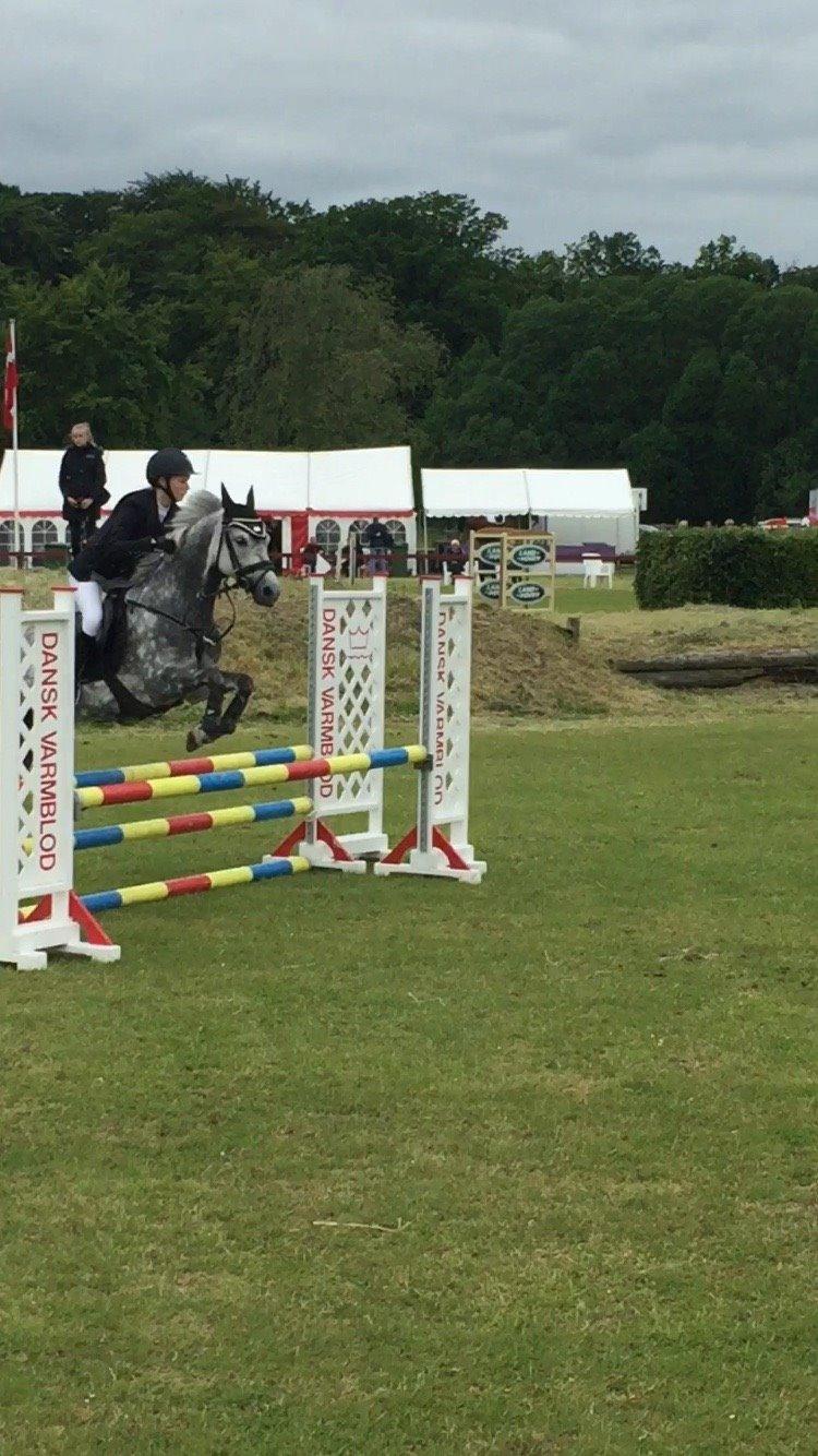 Tysk Sportspony Rebel - Stævne i Koldning LA*<3 billede 18