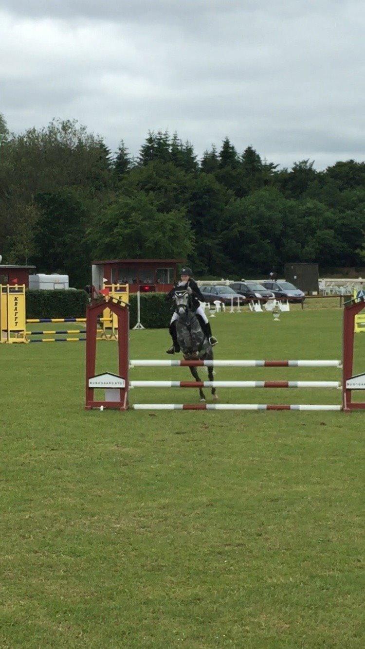 Tysk Sportspony Rebel - Vores første LA han var en stjerne<3 billede 13