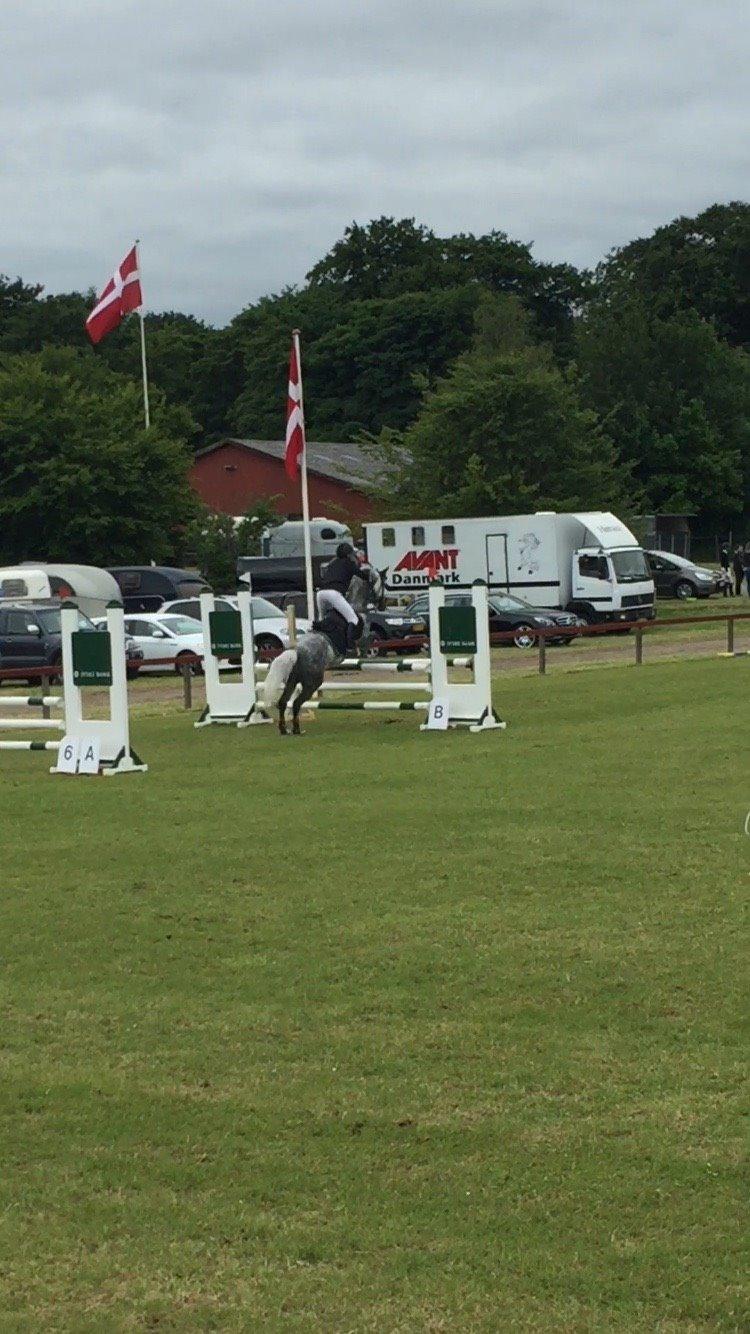 Tysk Sportspony Rebel - Stævne i Koldning LA*<3 billede 15