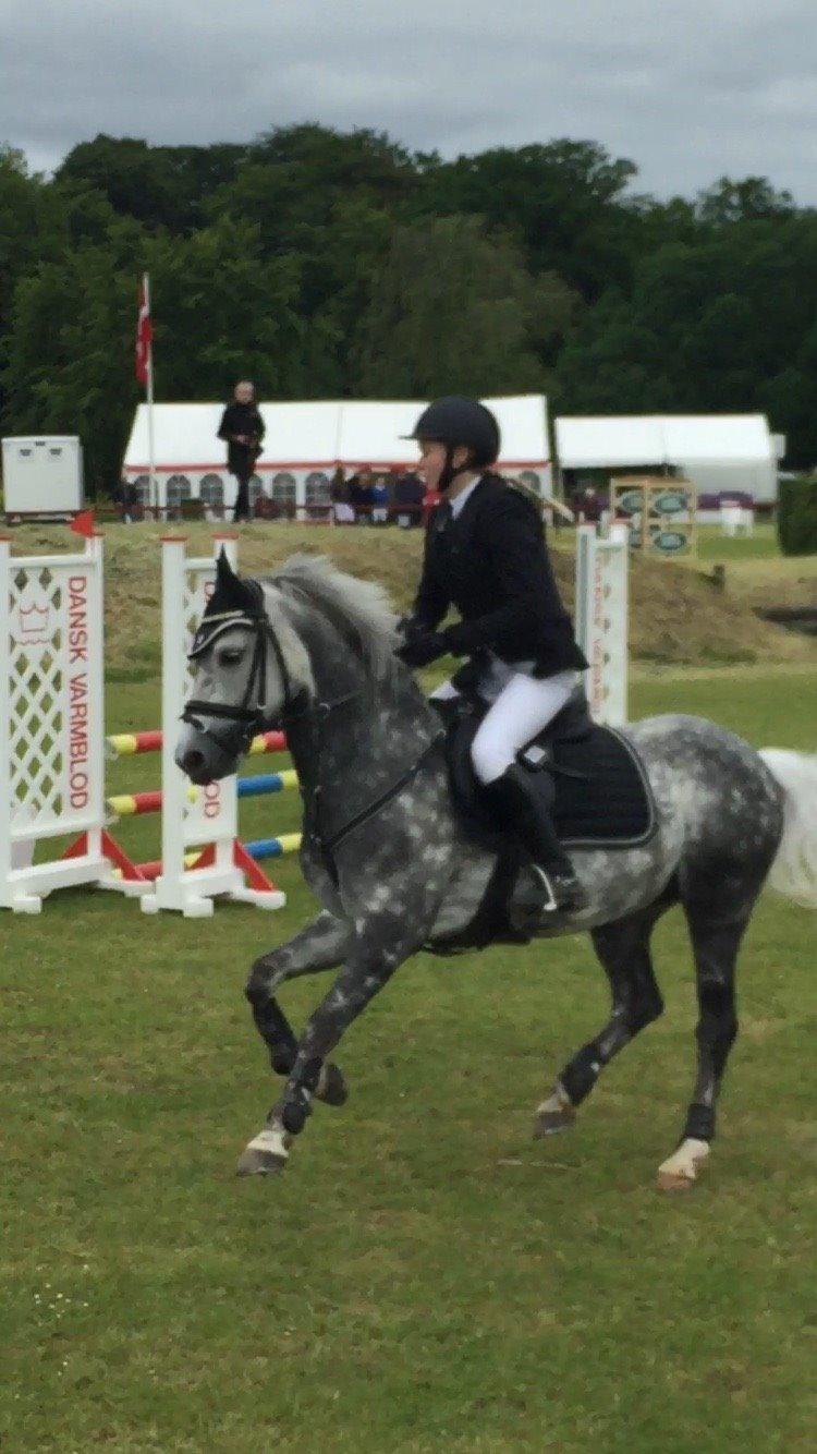 Tysk Sportspony Rebel - Lækkermås, jeg ved jeg sidder grimt:P billede 10