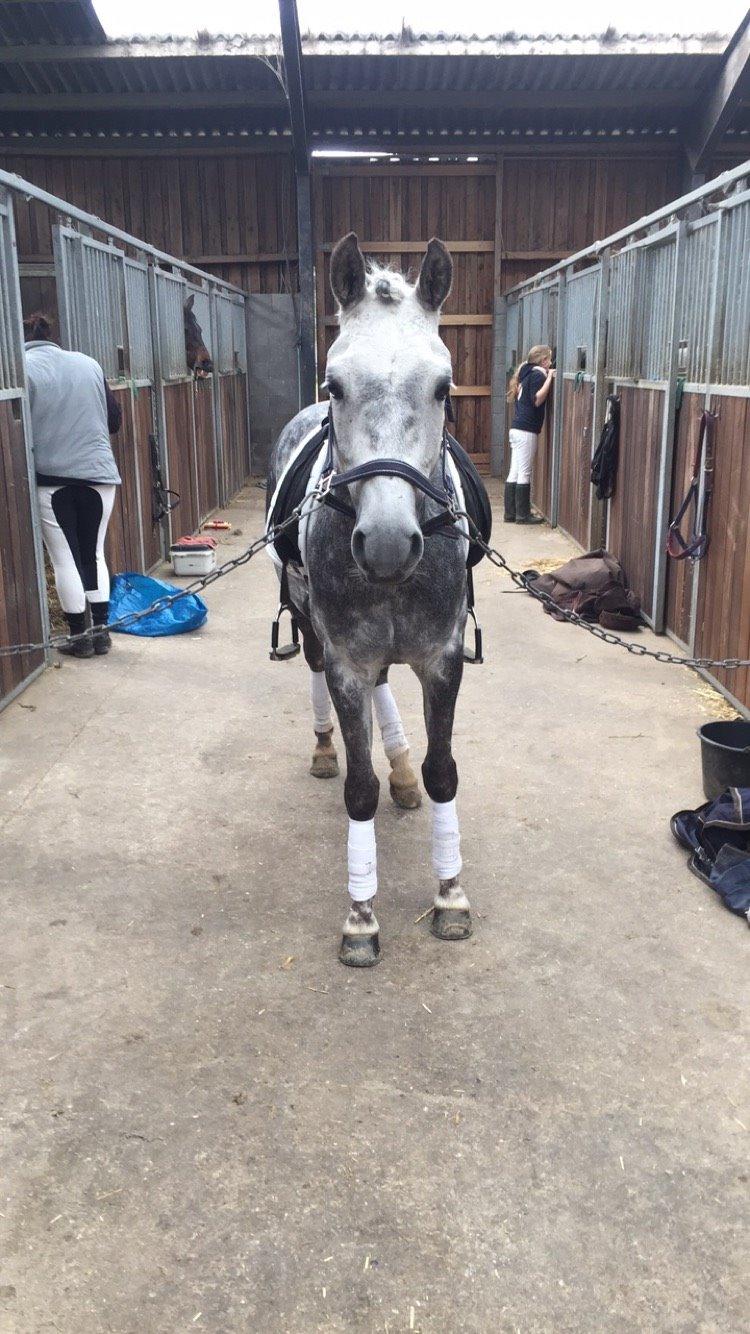 Tysk Sportspony Rebel - Springponyen blev forvandlet til dressur pony<3 billede 24