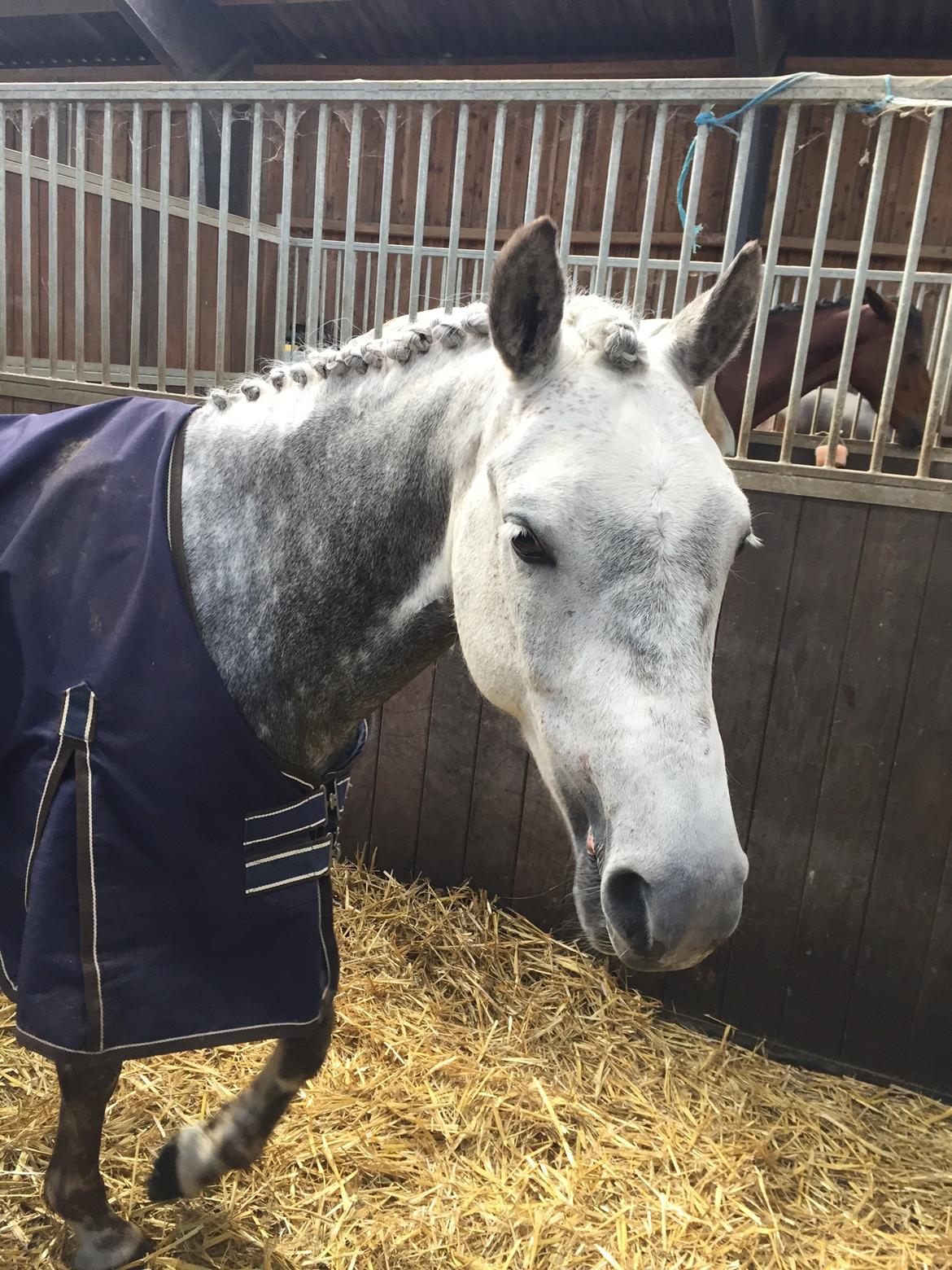 Tysk Sportspony Rebel - Intet smukkere<3 billede 9