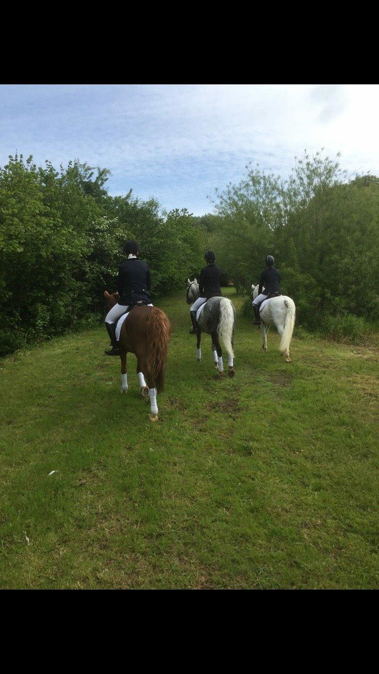 Tysk Sportspony Rebel - Ponyteamet fra HFR<3 billede 26