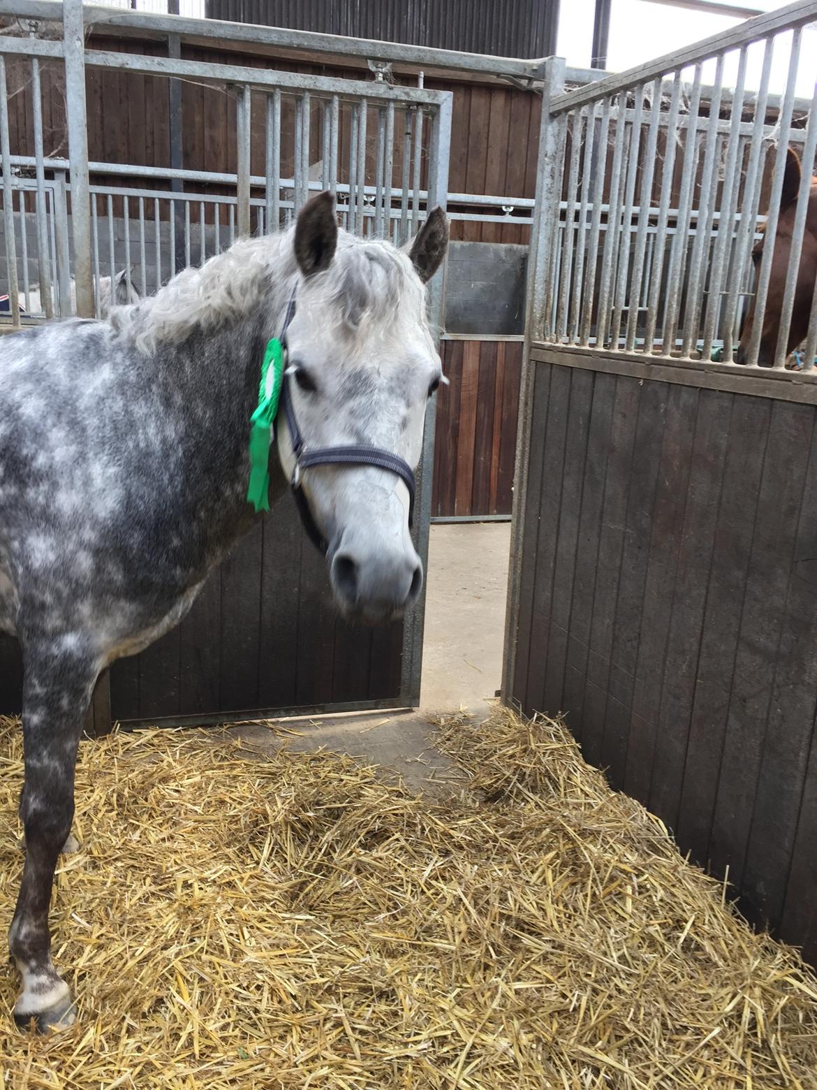 Tysk Sportspony Rebel - Vi kan jo godt det dressur der, 4. plads i lc2 med 68% var lidt stolt<3 billede 25