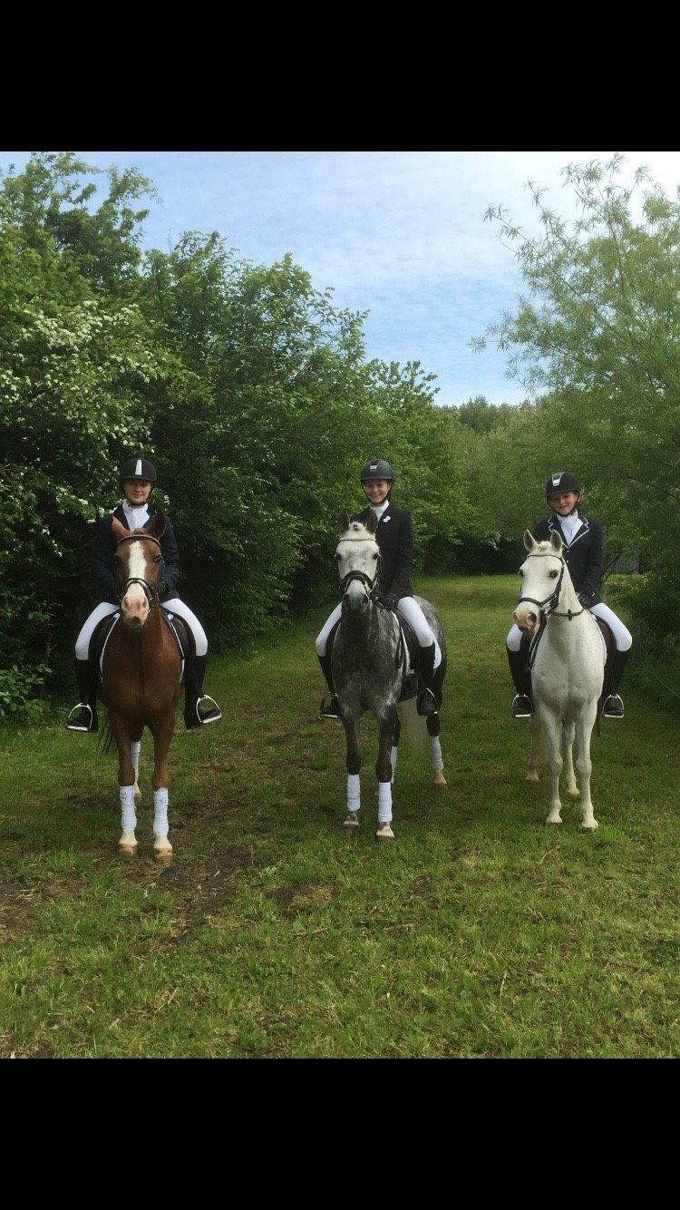 Tysk Sportspony Rebel - Springponyerne er undercover<3 billede 21