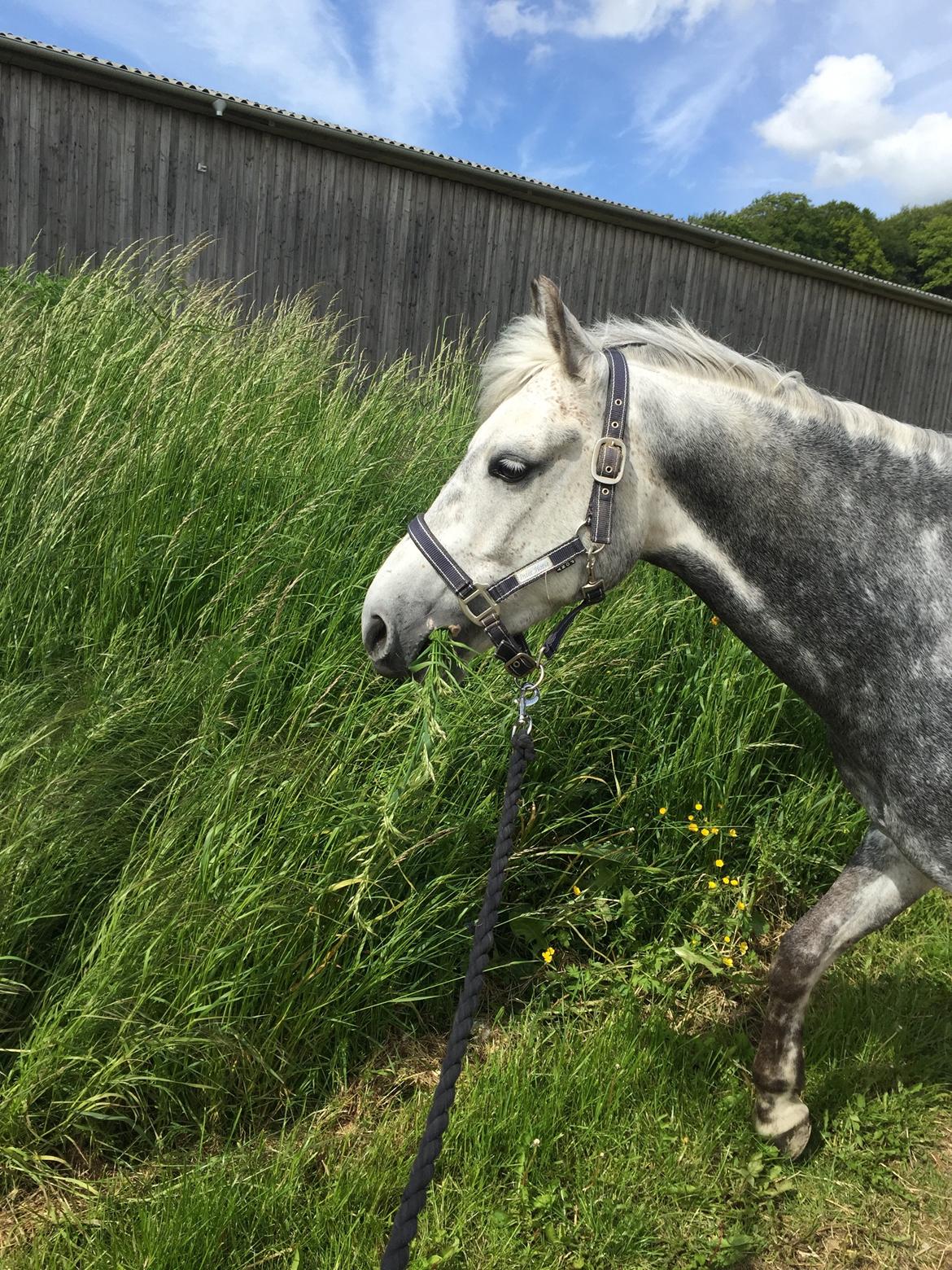 Tysk Sportspony Rebel - Mit et og alt<3 billede 27