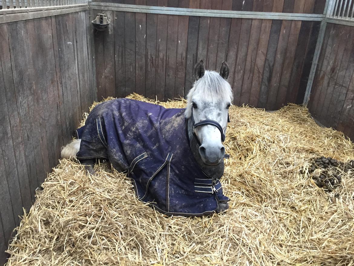Tysk Sportspony Rebel - Han er da sød<3 billede 28
