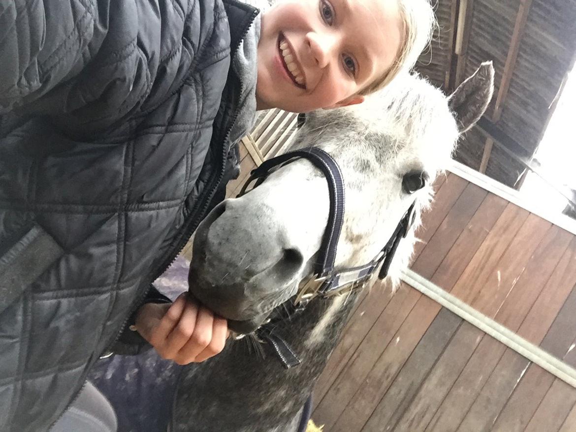 Tysk Sportspony Rebel - Han er så dejlig, jeg kan sidde ved ham mens han ligger ned. Han er den skønneste.<3 billede 29