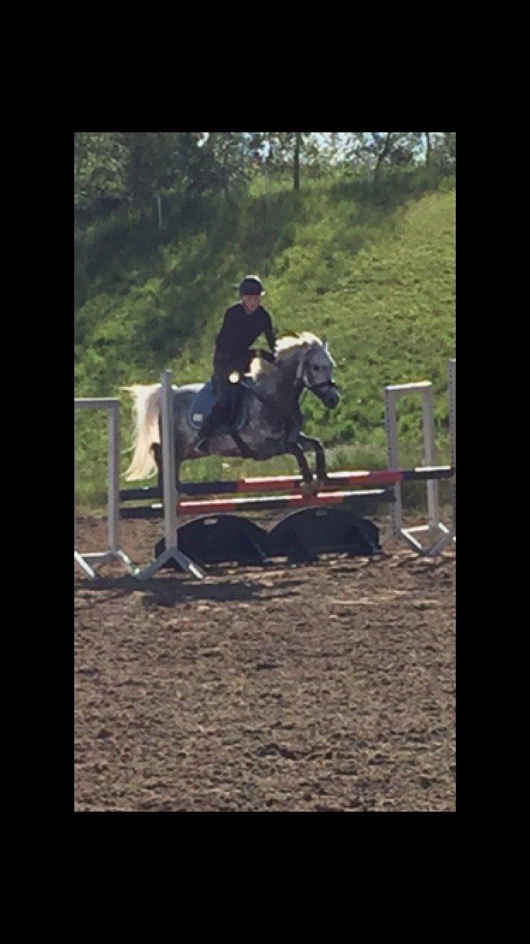 Tysk Sportspony Rebel - Springtræning<3 billede 30