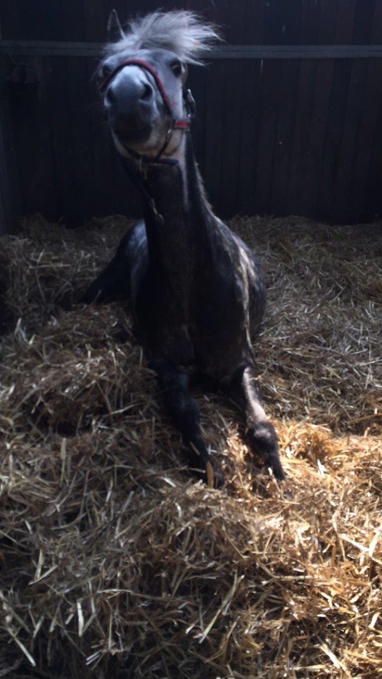 Tysk Sportspony Rebel - Charme, selvtillid og lækkert hår<3 billede 32