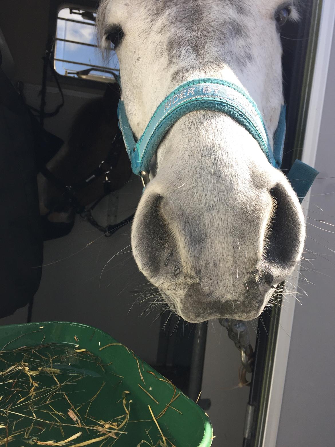 Tysk Sportspony Rebel - Kigger lige ud af traileren<3 billede 33