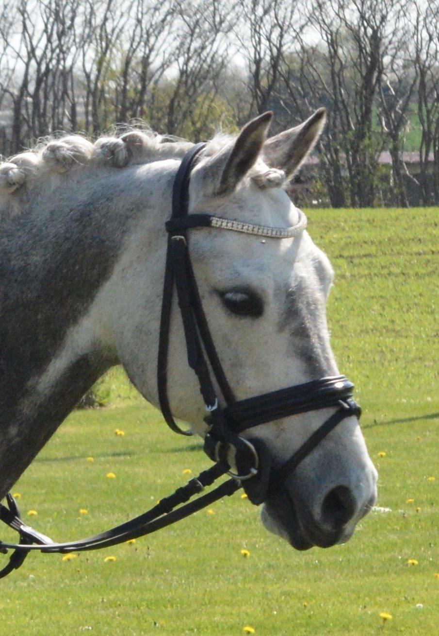 Tysk Sportspony Rebel - Verdens smukkeste<3 billede 31