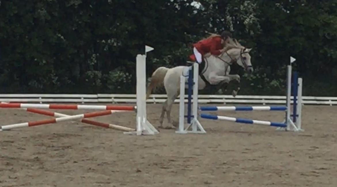 Arabisk fuldblod (OX) Madeline OX (Ringridderhest) billede 21