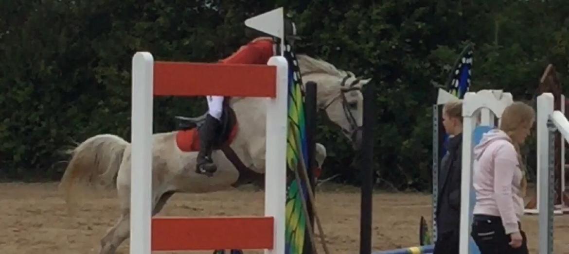 Arabisk fuldblod (OX) Madeline OX (Ringridderhest) billede 22