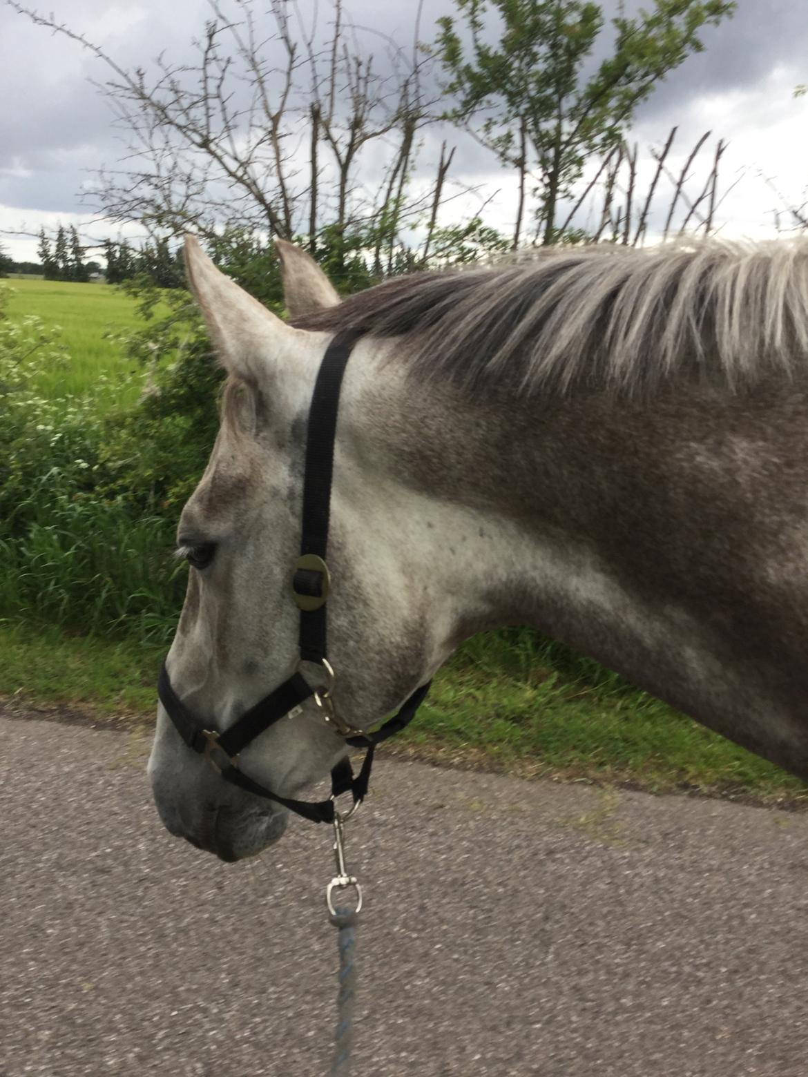 Anden særlig race Alfred (Maccoy) Min nye springpony<3 - VERDENS BEDSTE COYSEN!!<3 billede 21