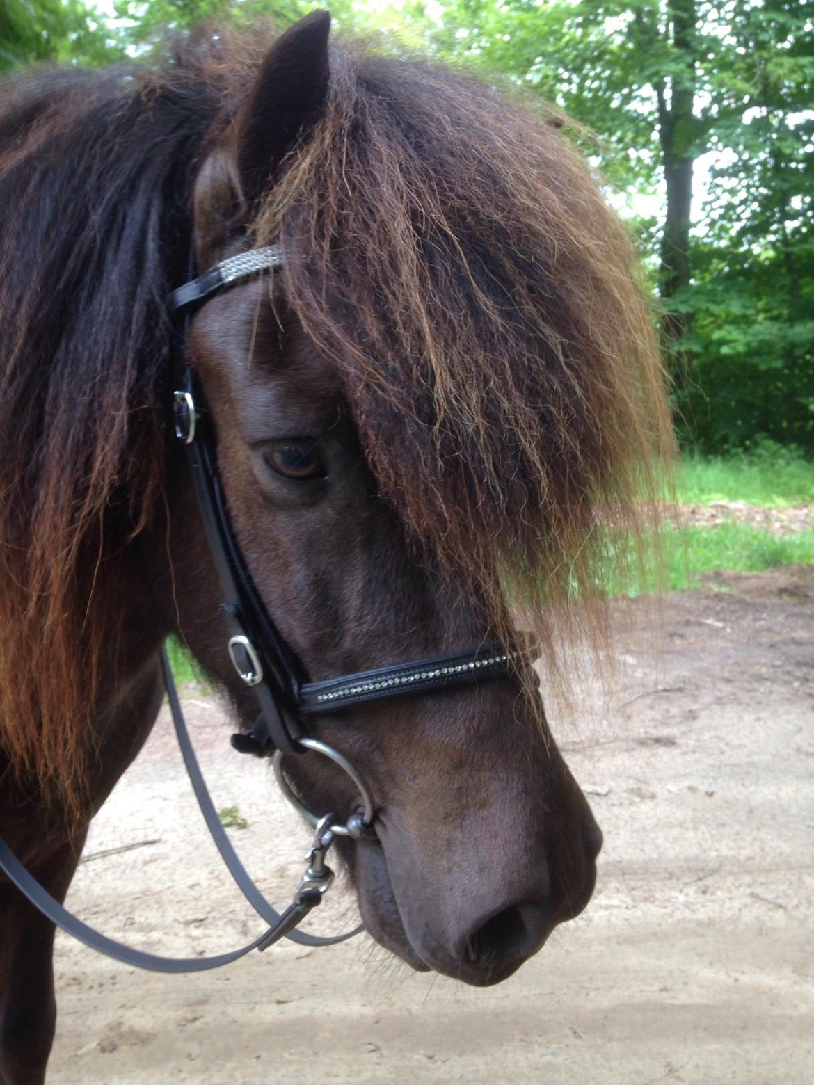 Islænder Stökull fra Studsgaard (Solgt) billede 17