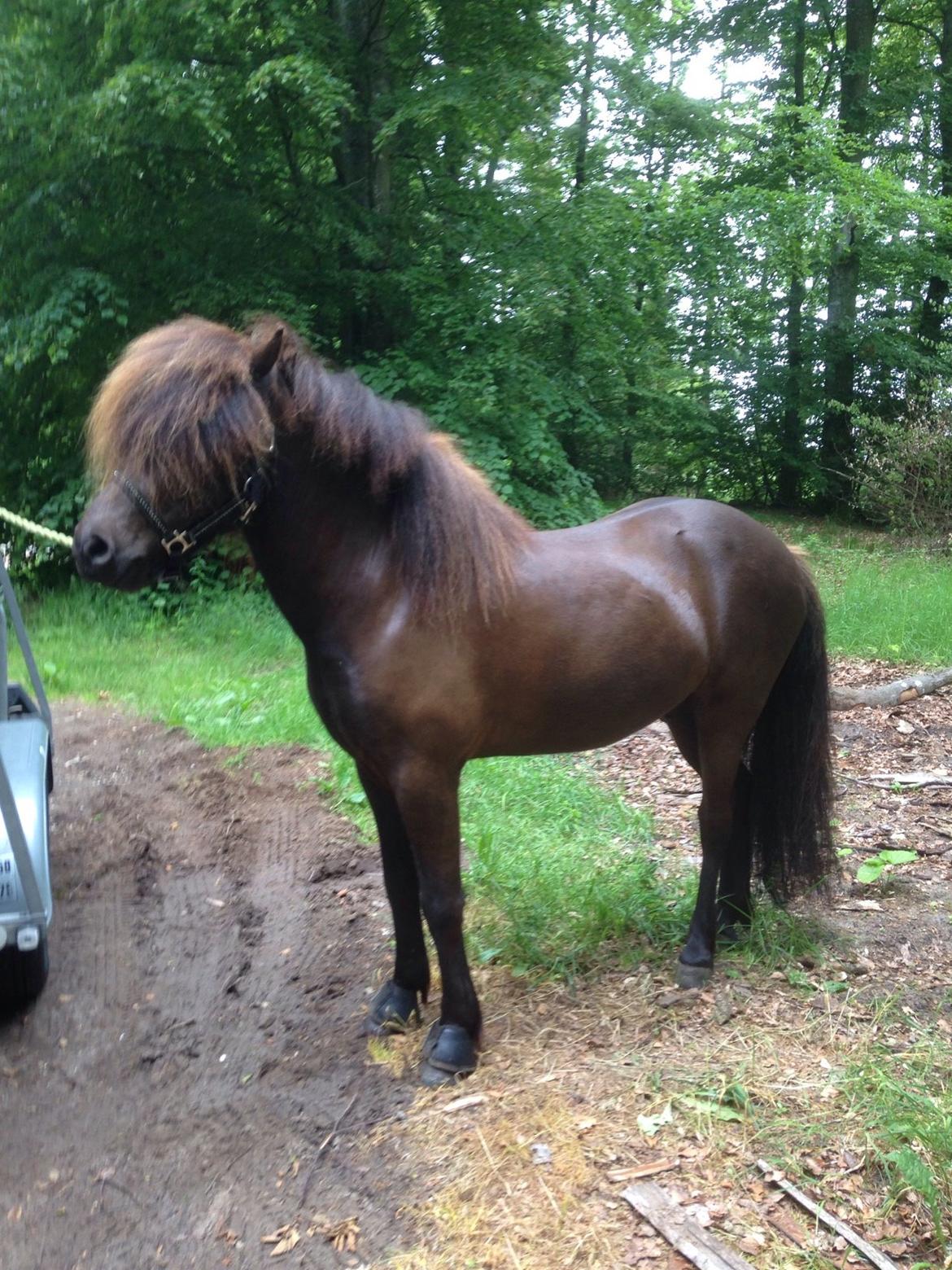 Islænder Stökull fra Studsgaard (Solgt) billede 13
