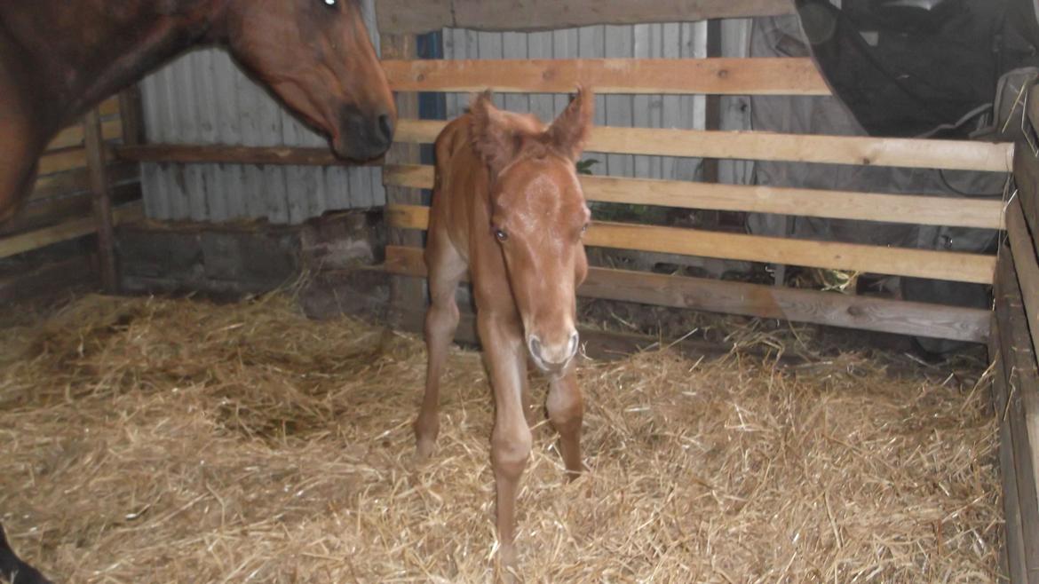 Anden særlig race Relife - Få timer gammel. billede 2