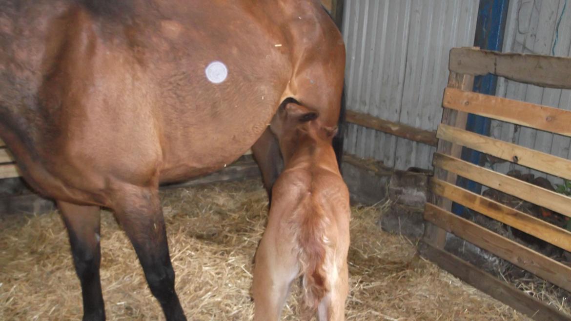 Anden særlig race Relife - Få timer gammel. billede 3