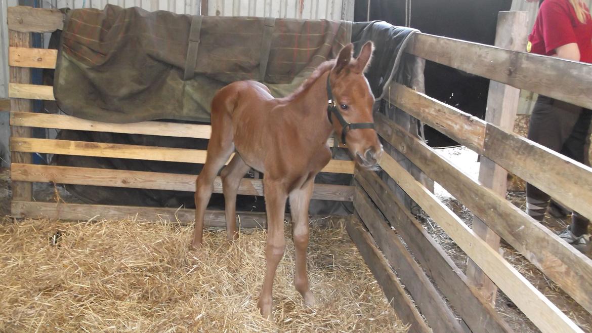 Anden særlig race Relife - ca 2 døgn gammel. billede 4