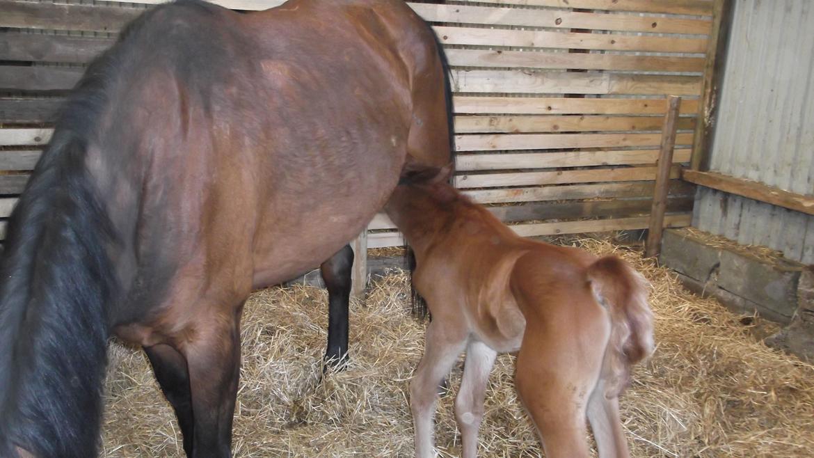 Anden særlig race Relife - ca 2 døgn gammel. billede 5