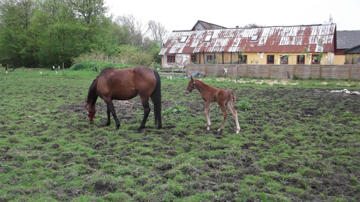 Anden særlig race Relife - På fold for første gang. billede 6