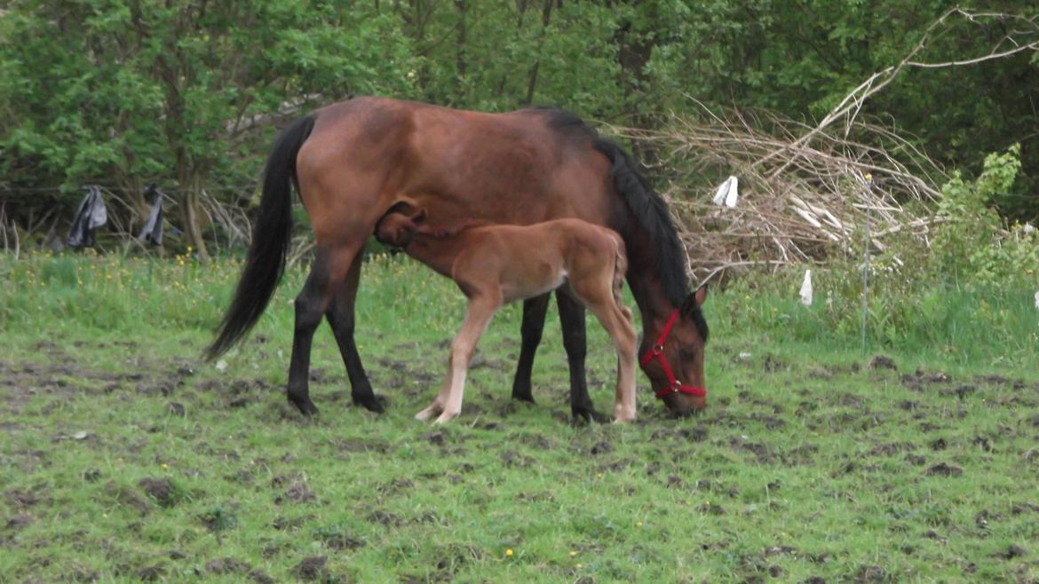 Anden særlig race Relife - På fold for første gang. billede 8