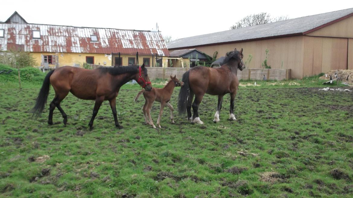 Anden særlig race Relife - På fold for første gang. billede 7